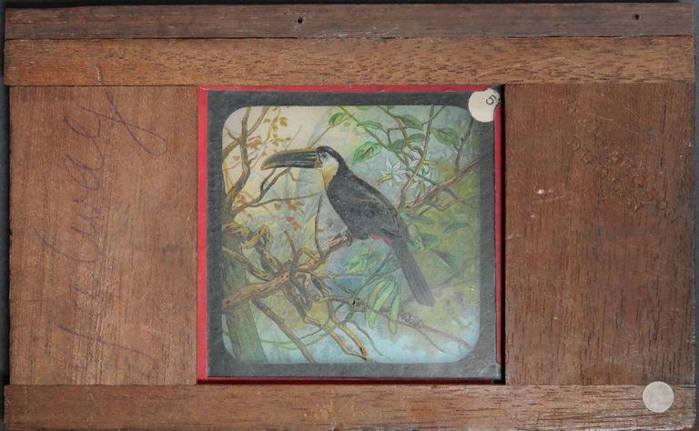 Spencer & Son - Toucan