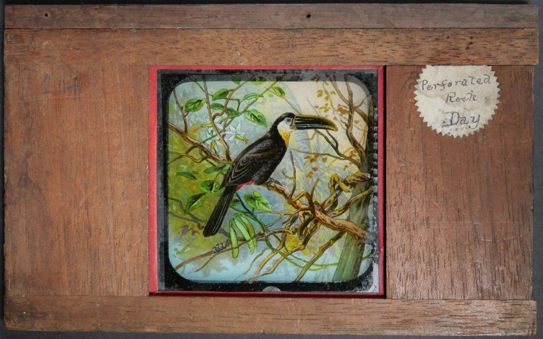Spencer & Son - Toucan
