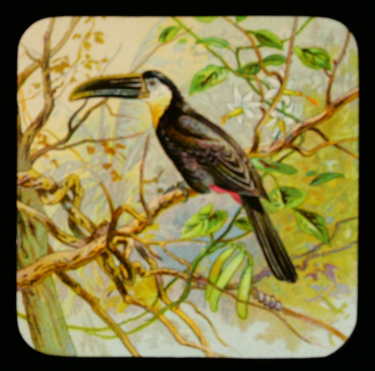 Spencer & Son - Toucan