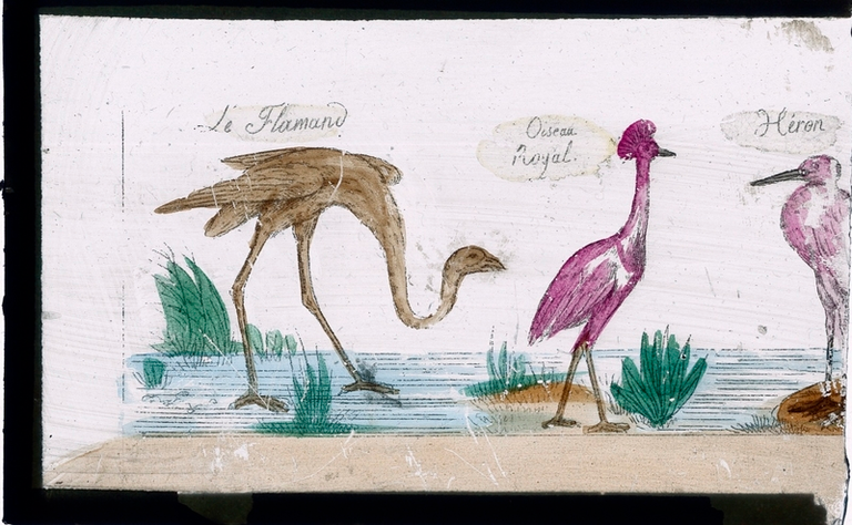 Oiseaux : Le Flamand, Oiseau Royal, Héron